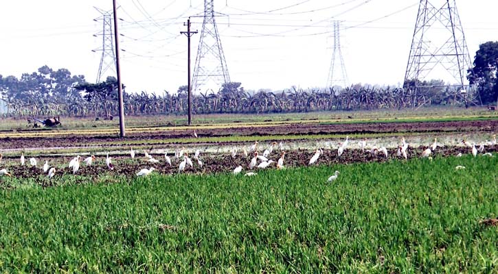 ঝুঁকিতে তিন জেলার কৃষি ও জীববৈচিত্র্য